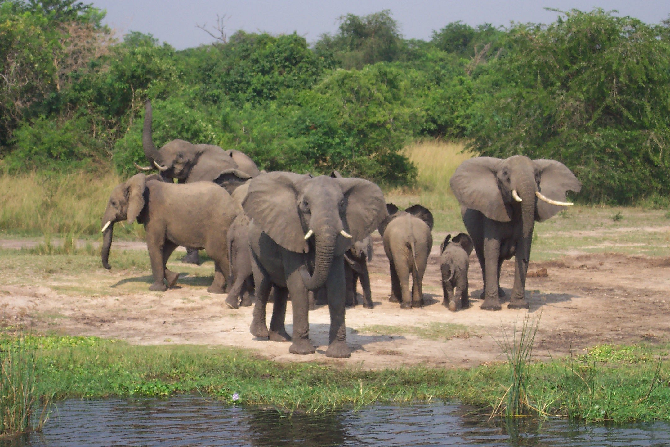 Picture of National Park, Uganda