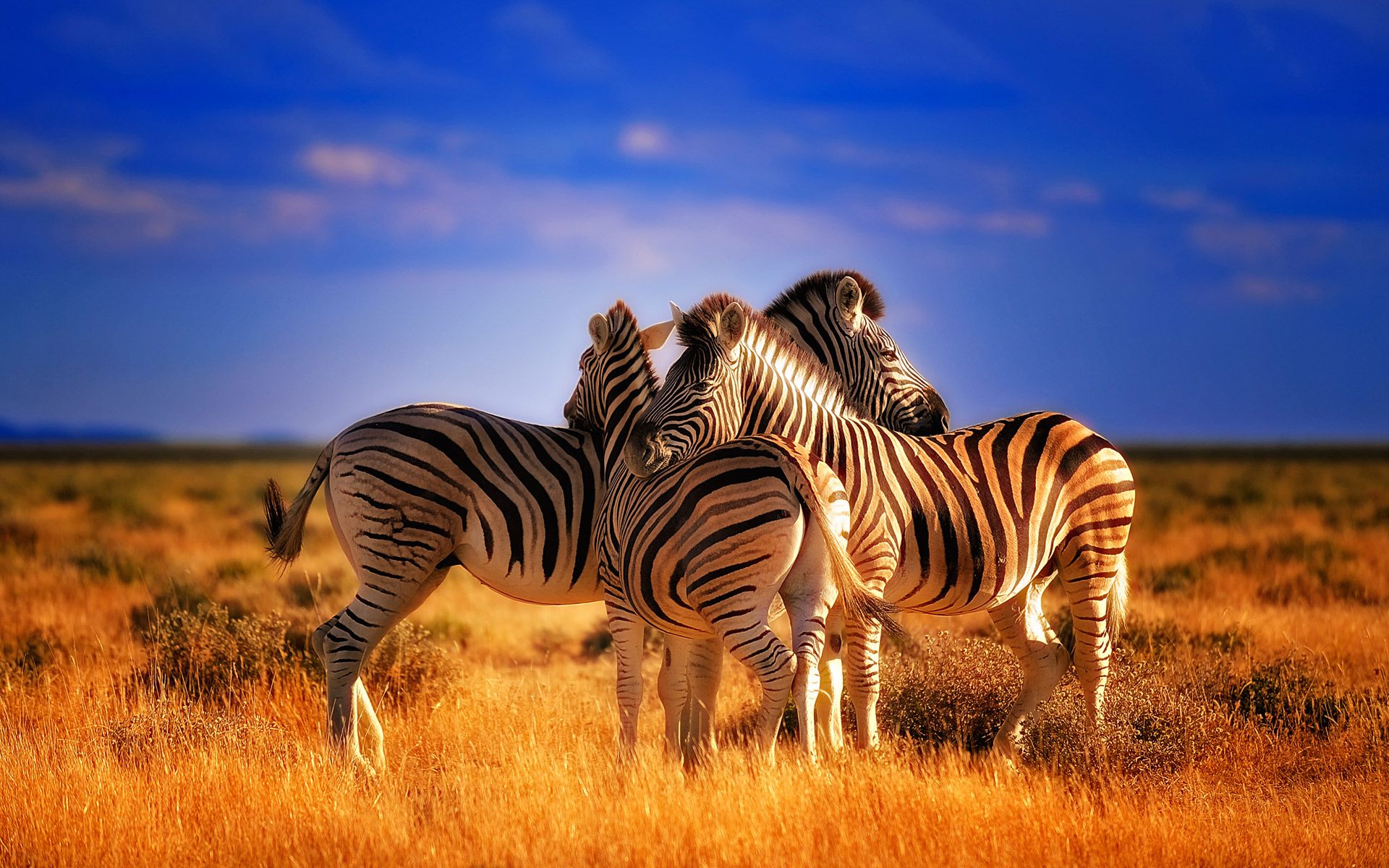 Image of Zebras